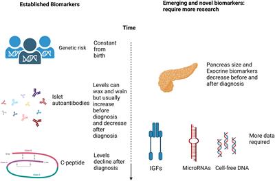 The importance of biomarker development for monitoring type 1 diabetes progression rate and therapeutic responsiveness
